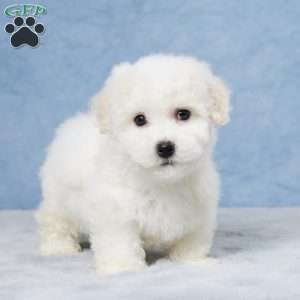 Marshall, Bichon Frise Puppy